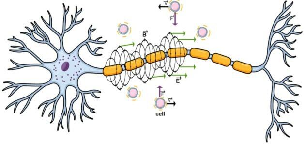 Neuron